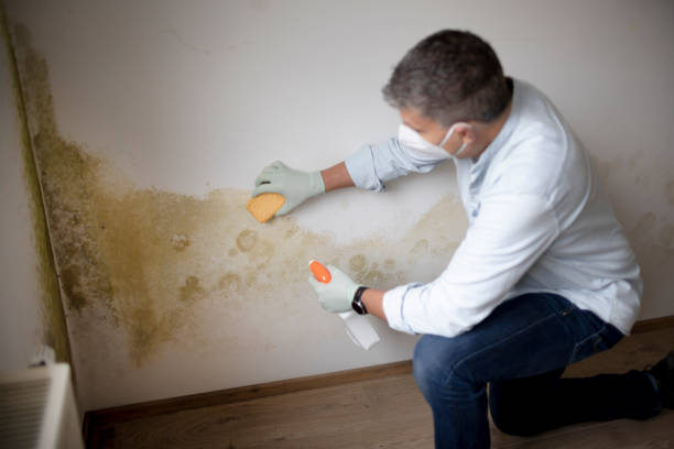 Best Airborne Mold Testing  in Plummer, ID