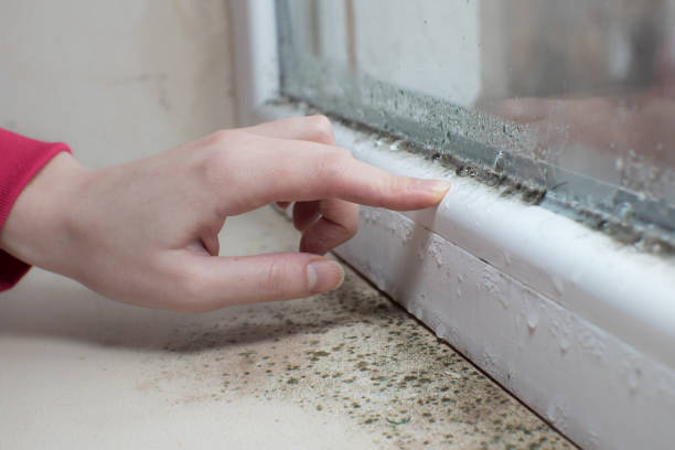 Best Mold-Related Health Consultation  in Plummer, ID