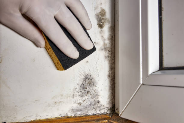 Reliable Plummer, ID Mold Removal Solutions